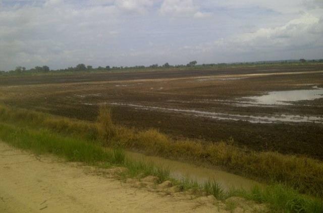 Rice planting commences at Coschars farm, Anaku