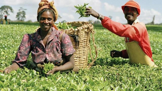 Commentary: Tackling Unemployment Through Agriculture