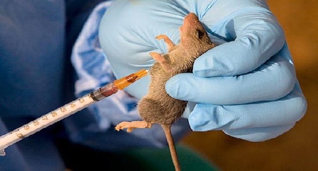 NCDC Confirms 16 New Cases Of Lassa Fever  From 5 States