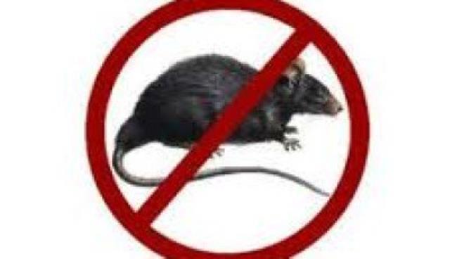 39 New Cases Of Lassa Fever Reported In 6 States