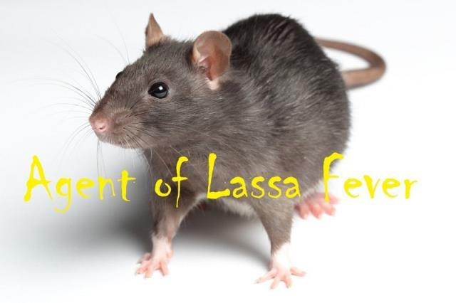 New Cases Of Lassa Fever Confirmed In 3 States