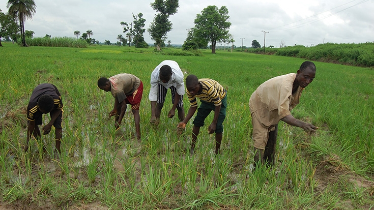 Farmers In Anambra Urged To Adhere To Weather Forecast To Protect Their Crops