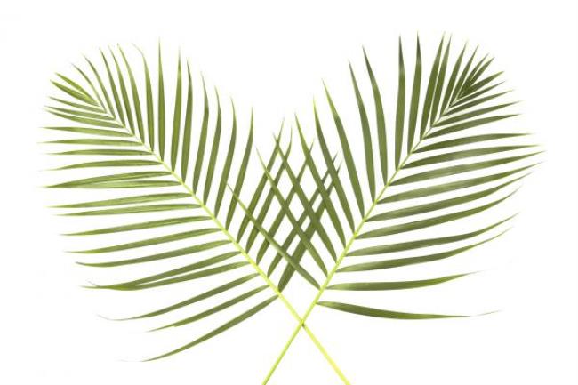 Today Is Palm Sunday