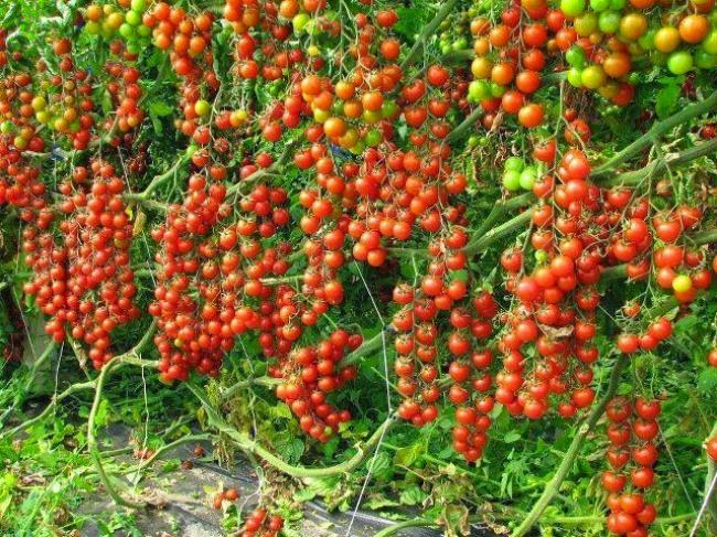 Families Urged To Embrace Agriculture To  End  Hunger, Poverty In Nigeria