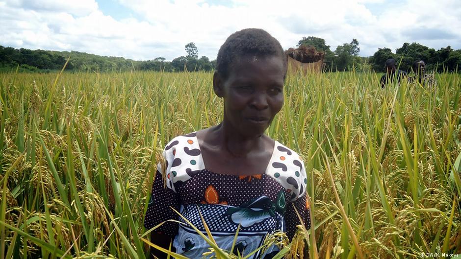 Rice Farmers Move To Bridge Gap In Production