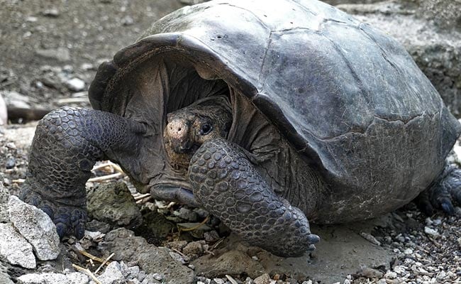 100 Year-Old Giant Tortoise Discovered In Ecuador