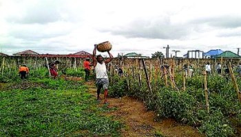 Bankers Committee Set Aside N200BN Credit Facility For 5 Cash Crops