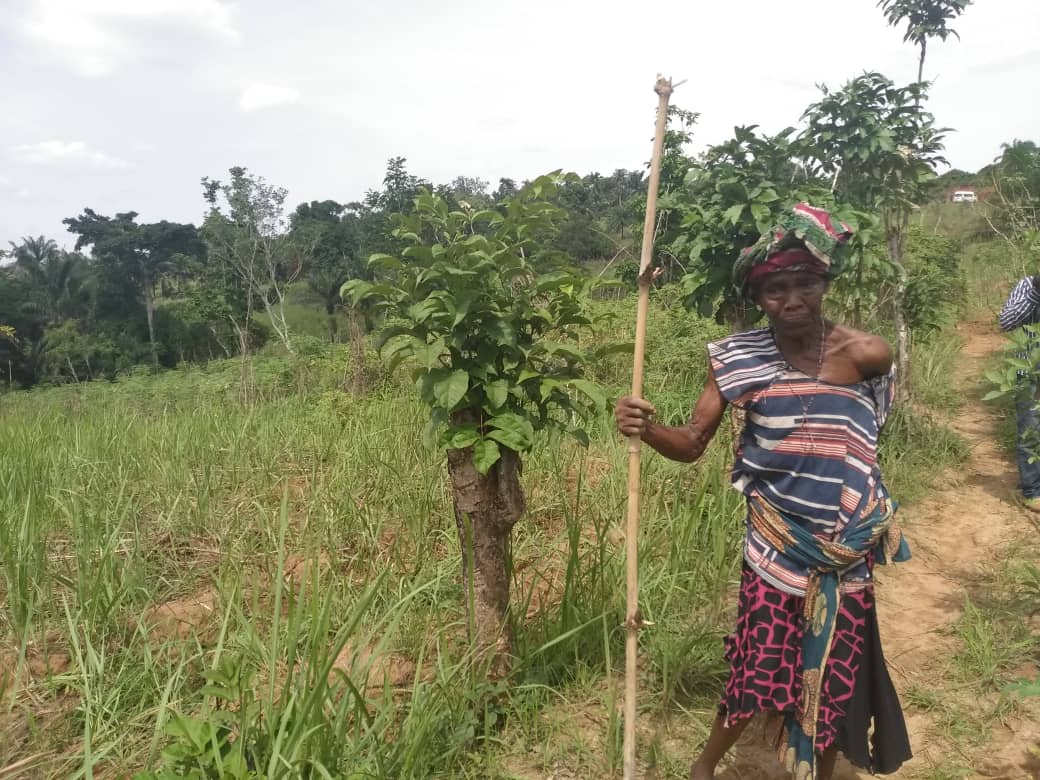 Farmers In Uru Village Mbaukwu Awka South Council Area Cry Out Over Destruction Of Crops By Cows