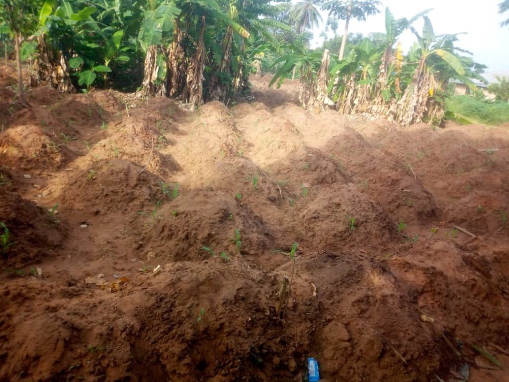 Mbaukwu Community, Awka North Council Area Intensifies Farming Activities