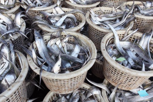 Reps To Probe Fish Importation Licenses