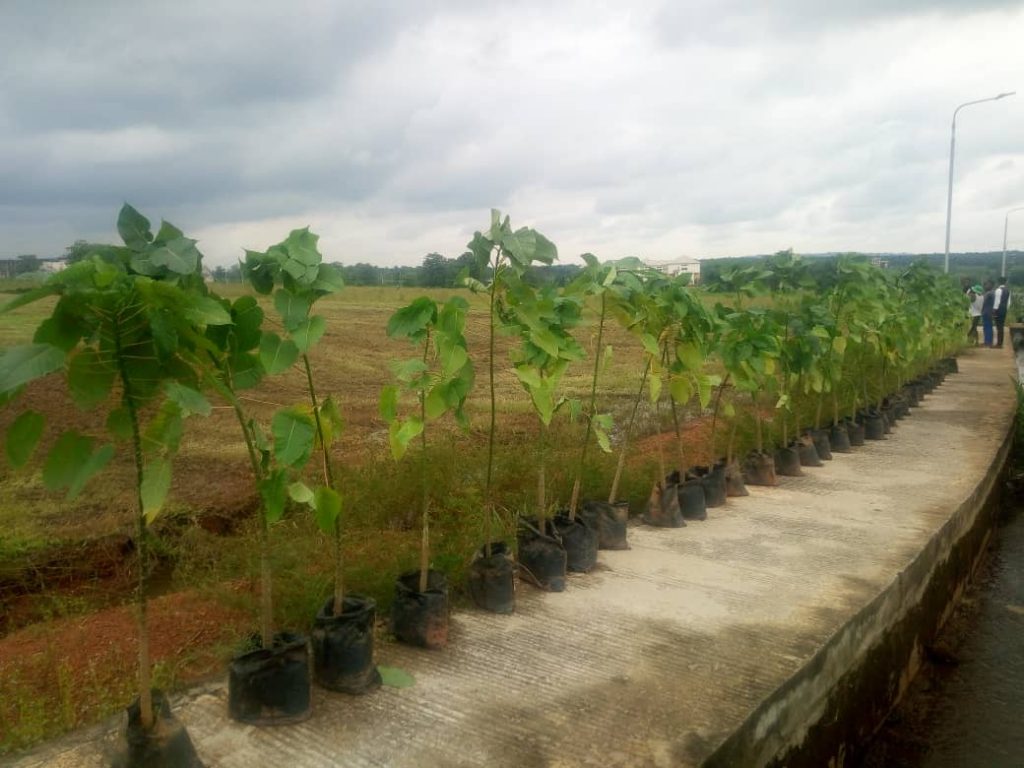 Tree Planting Day: Atogu Asks Anambra Residents To Be Actively Involved In Beatification Of Environment