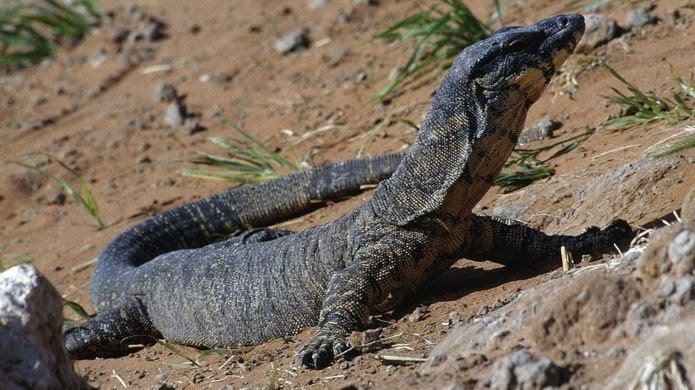 Lizard Attacks Elderly Couple In Australia