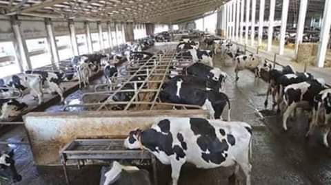 COOU Agric Faculty Plans Breeding Of Igbo Cows