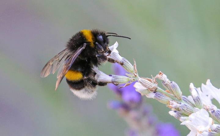 British Govt Alerts  World On Rare  Turkish Bee That Escaped