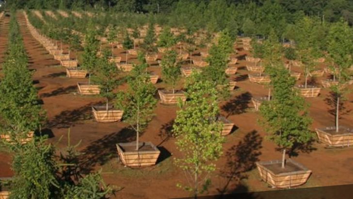 FG Flags Off 3 Million Tree Planting Campaign In Yobe