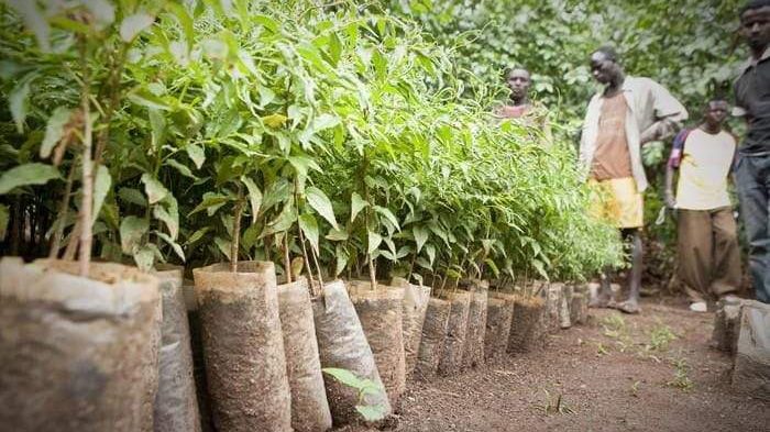 Anambra Govt  Urges Residents To Embrace Tree Planting Practice To Tackle Ecological Challenges