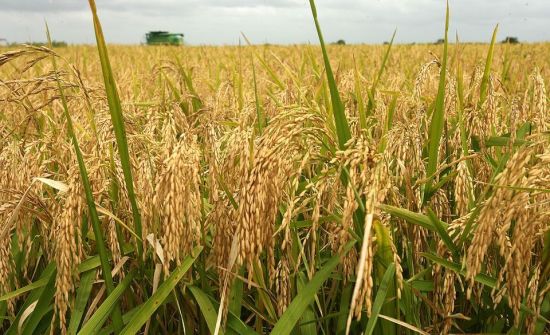 Omenugha  Urges Investors To Explore Opportunities In Rice Farming Value Chain