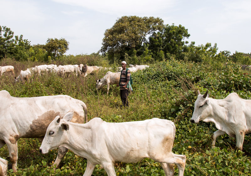 Anambra State Govt Reechoes Warnings Against Grazing Animals On School Premises