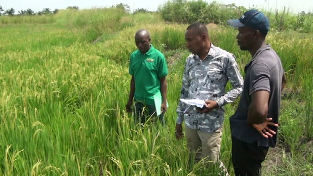 NSC Commences Certification Of Anambra Seeds, Visits FG/IFAD VCDP Seed Farms