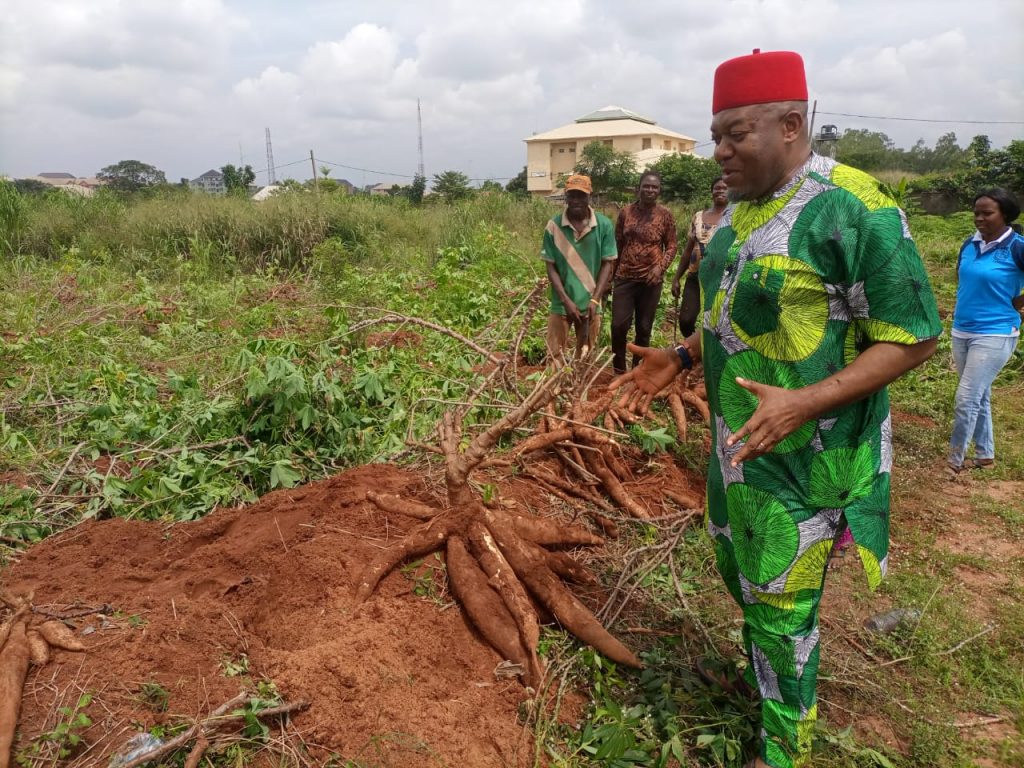 ABS MD/CEO Nworah Harvest Cassava From Ugbo Azu Uno Scheme