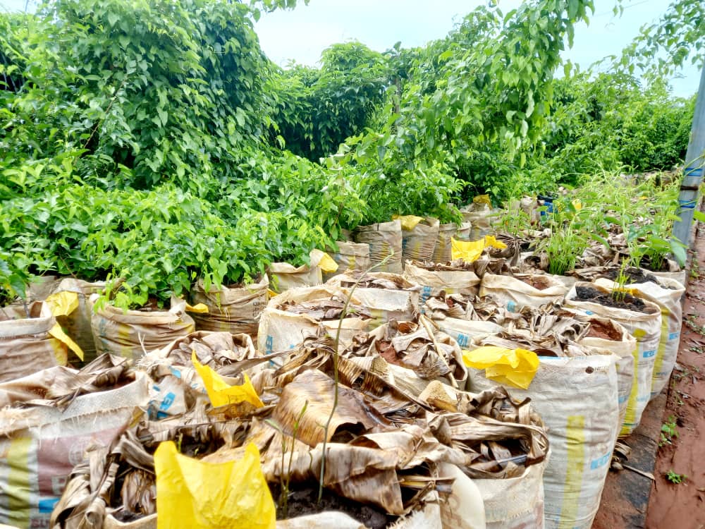 Anambra State Govt Partners  Fair World  Farms In Development Of New Planting Technology For Yams