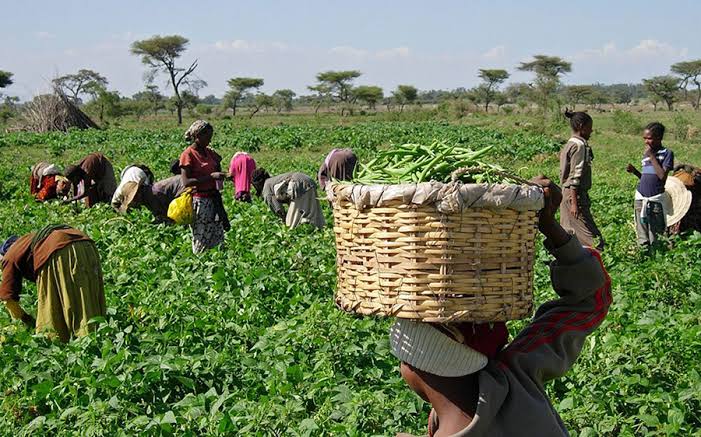 SAVING NIGERIA THROUGH DIVERSIFICATION INTO AGRICULTURE