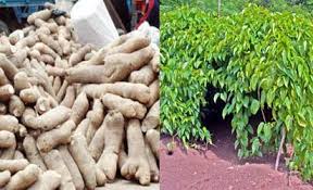 Yam-In-Bag Cultivation, Preservation Annual Lecture Series Instituted In Anambra