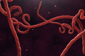 Ebola Virus Confirmed In Uganda