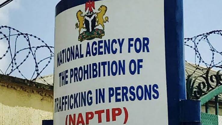 NAPTIP Worries Over Activities Of Human Traffickers In Anambra