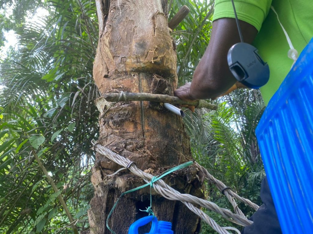 University Graduate, Ukonze Revives Hope For Palm Wine Tapping