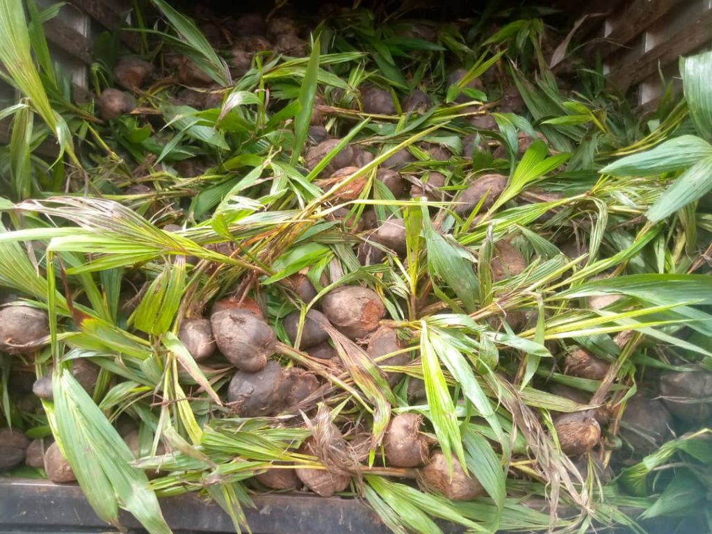 Stakeholders In Anaocha Council Area Laud Soludo On Oil Palm, Coconut Cultivation Initiative