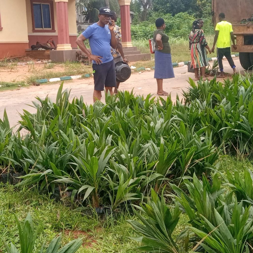 More LG  Councils  Take Delivery Of  Coconut, Palm Seedlings From Anambra State Govt