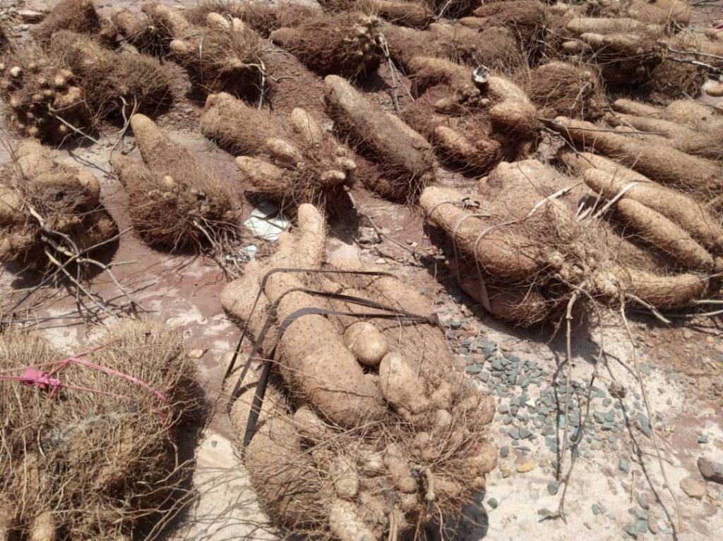 Catholic Priest Distributes Tubers Of Yam To Elderly, Less Privileged People In Akpo