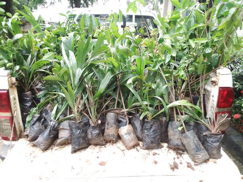 FG IFAD/VCDP Distributes Improved Economic Seedlings To Farmers In Anambra