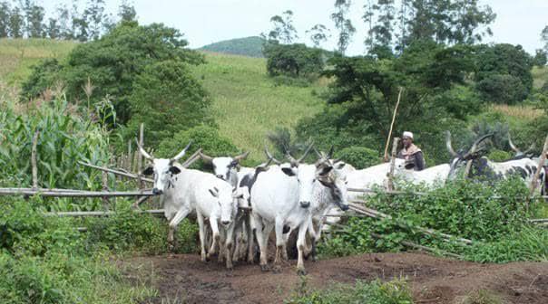 Stakeholders In Enugwu Village Nanka Laud Soludo On Development