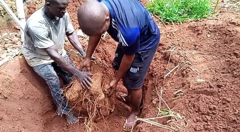 Catholic Priest Harvest New Yam In April