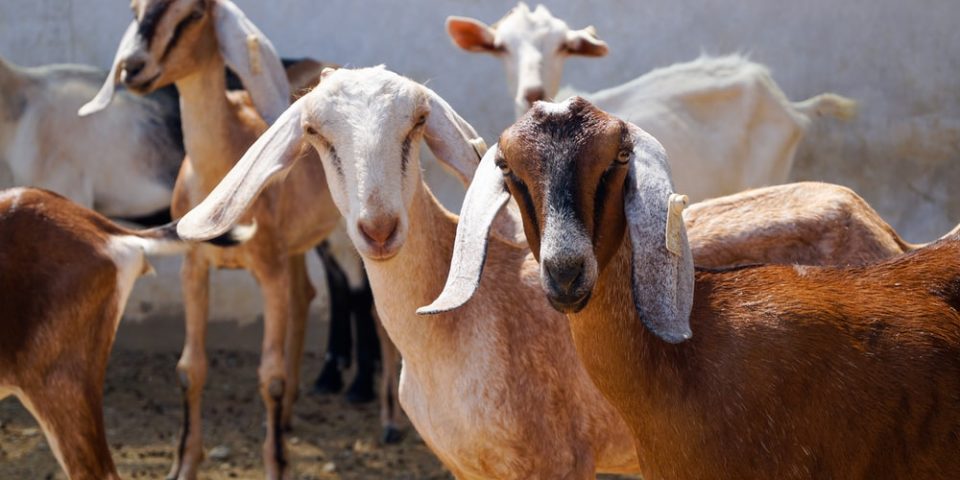 Yuletide: Goat Sellers Lament Poor Sales in Awka